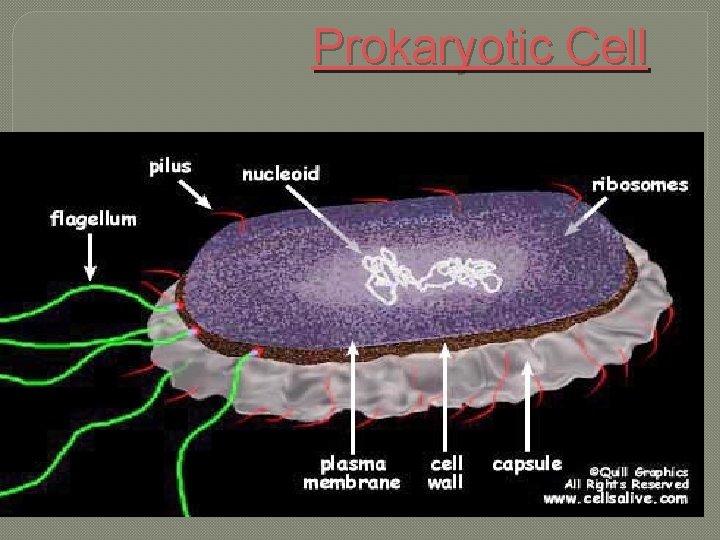 Prokaryotic Cell 