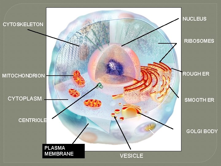 NUCLEUS CYTOSKELETON RIBOSOMES ROUGH ER MITOCHONDRION CYTOPLASM SMOOTH ER CENTRIOLES GOLGI BODY PLASMA MEMBRANE