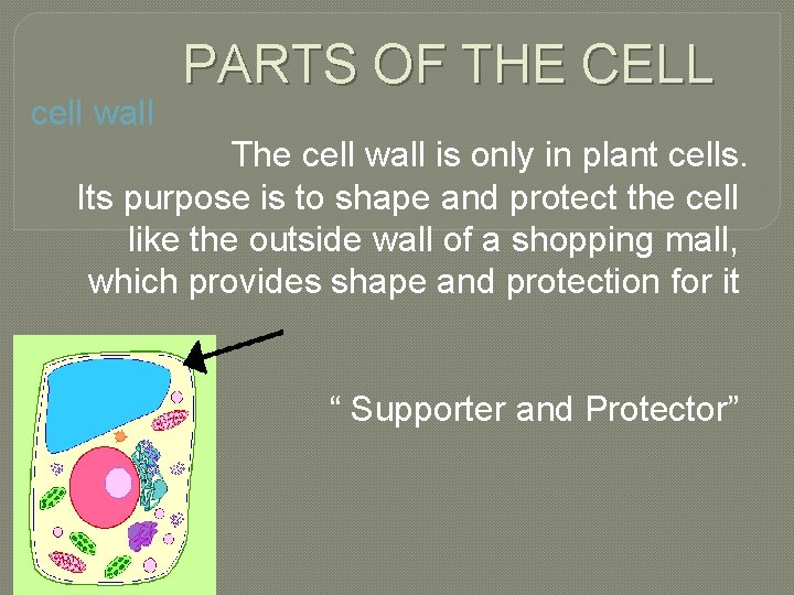 cell wall PARTS OF THE CELL The cell wall is only in plant cells.