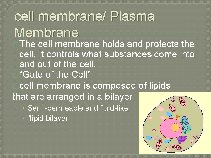 cell membrane/ Plasma Membrane �The cell membrane holds and protects the cell. It controls