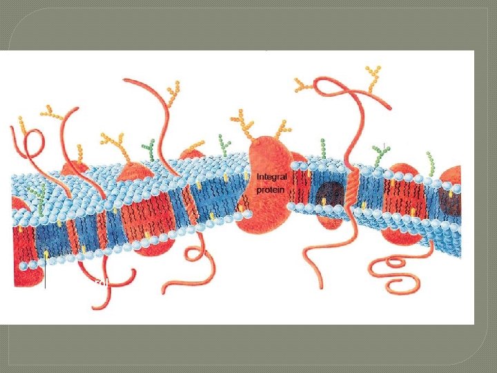 Protein Suga r Lipid bilayer Cholesterol 