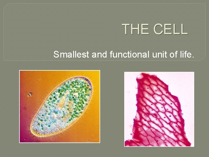 THE CELL Smallest and functional unit of life. 