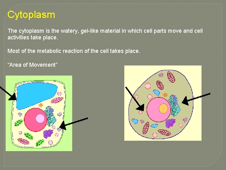 Cytoplasm The cytoplasm is the watery, gel-like material in which cell parts move and