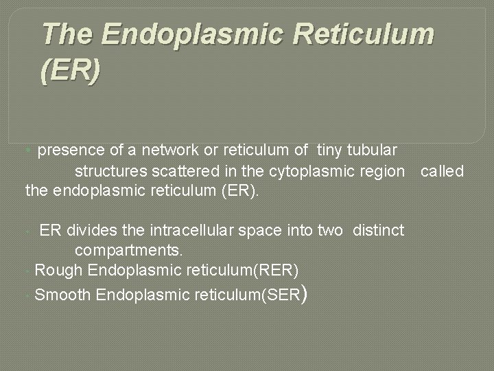 The Endoplasmic Reticulum (ER) • presence of a network or reticulum of tiny tubular