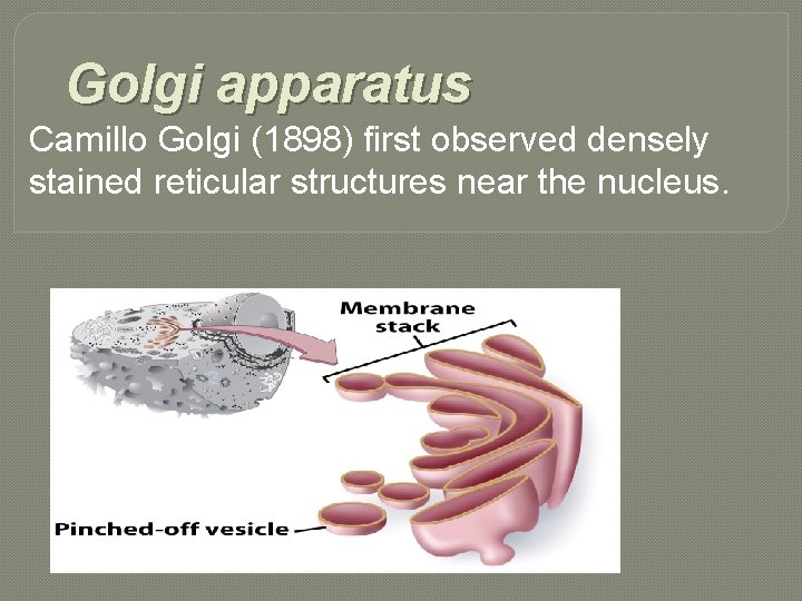 Golgi apparatus Camillo Golgi (1898) first observed densely stained reticular structures near the nucleus.