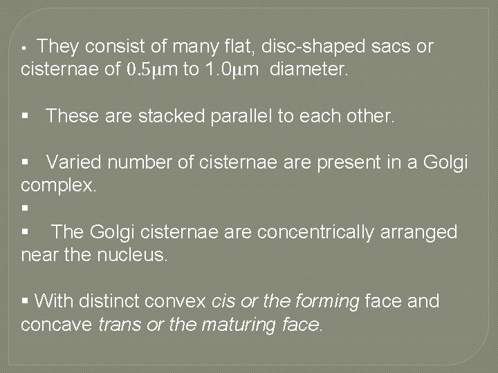 They consist of many flat, disc-shaped sacs or cisternae of 0. 5μm to 1.