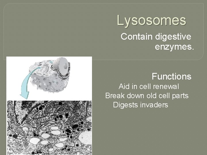 Lysosomes Contain digestive enzymes. Functions Aid in cell renewal Break down old cell parts