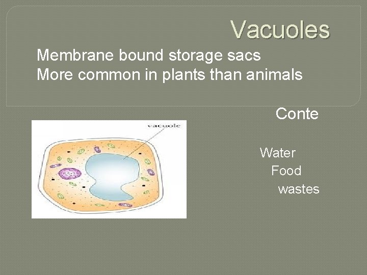 Vacuoles Membrane bound storage sacs More common in plants than animals Conte nts Water