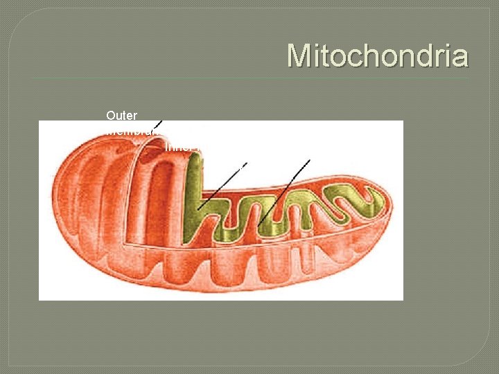 Mitochondria Outer membrane Inner membrane Matrix Crista 