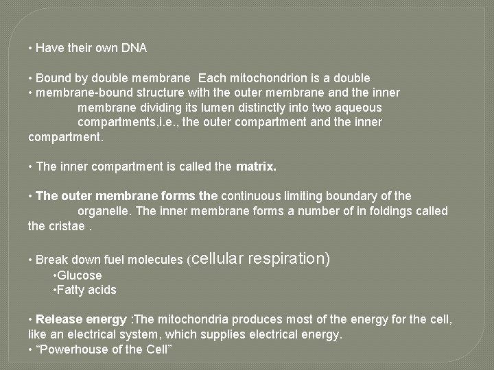  • Have their own DNA • Bound by double membrane Each mitochondrion is