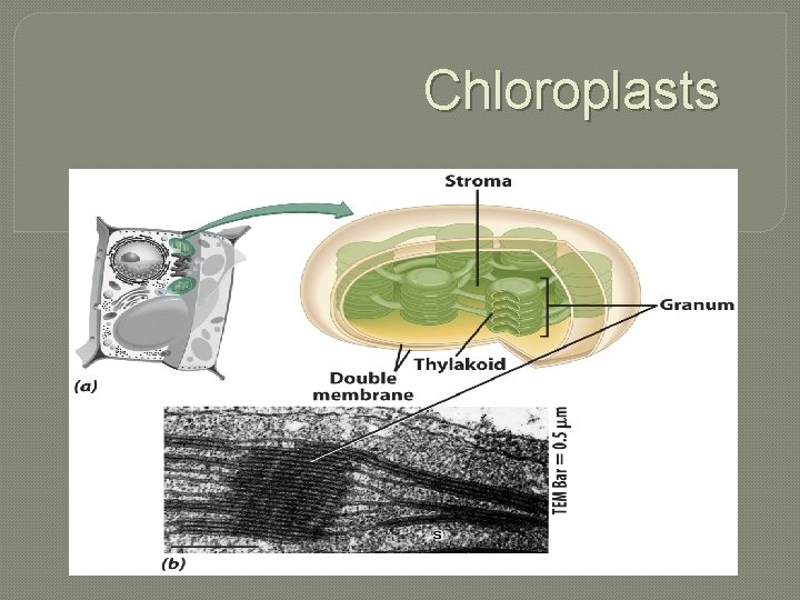 Chloroplasts 