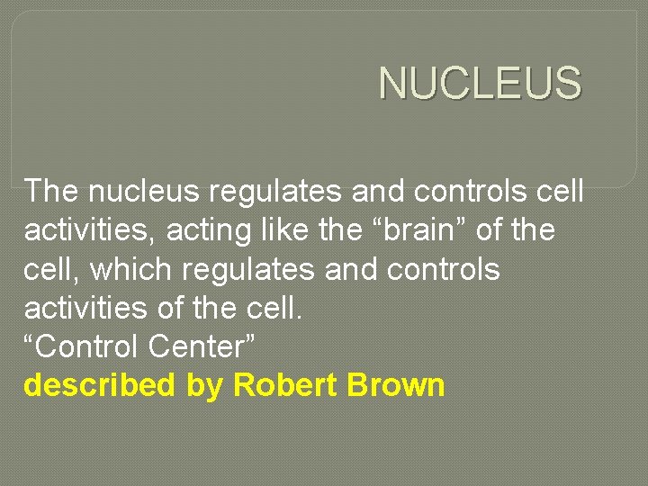 NUCLEUS The nucleus regulates and controls cell activities, acting like the “brain” of the