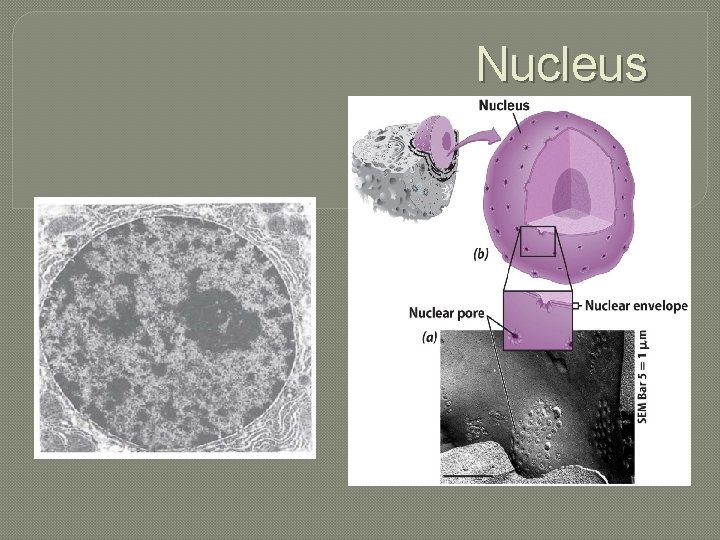 Nucleus 