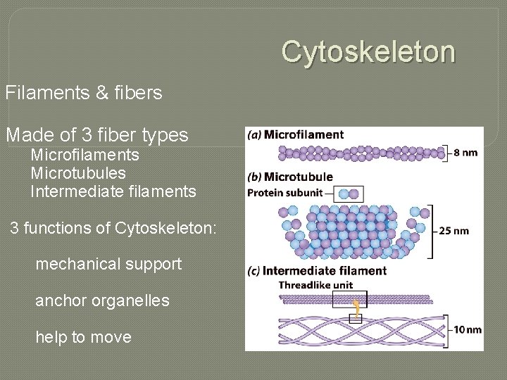 Cytoskeleton Filaments & fibers Made of 3 fiber types Microfilaments Microtubules Intermediate filaments 3