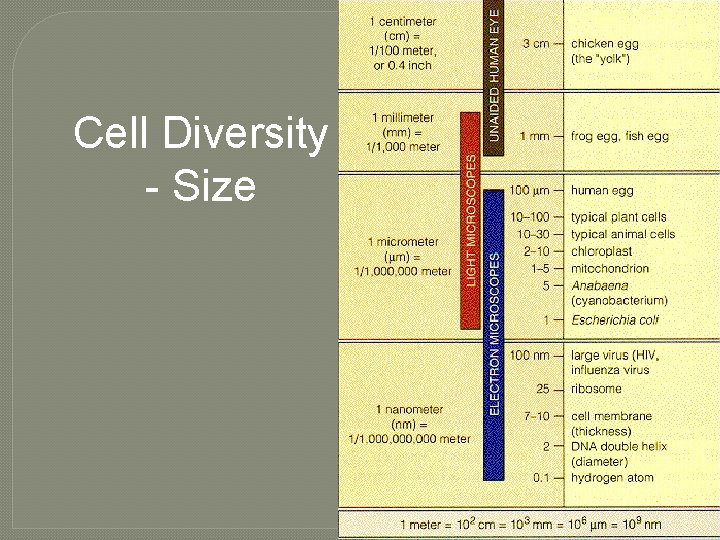 Cell Diversity - Size 