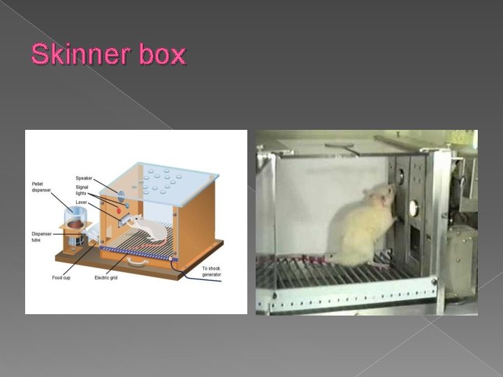 Skinner box 