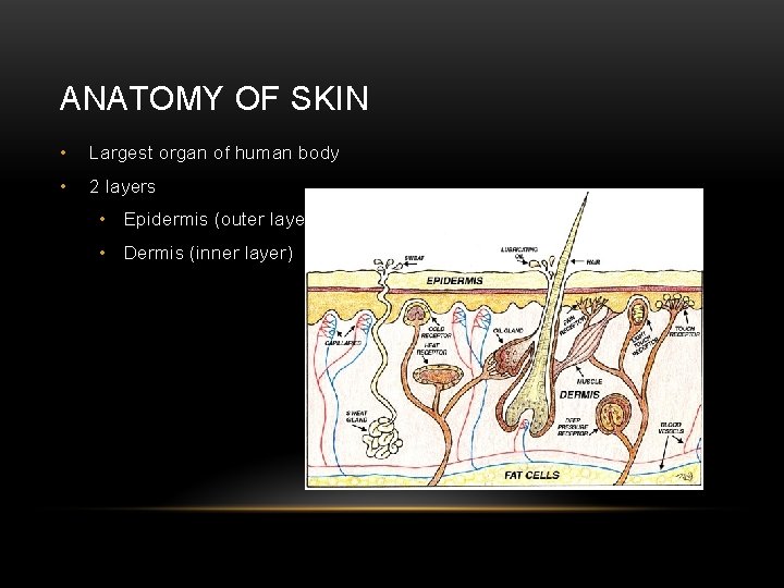 ANATOMY OF SKIN • Largest organ of human body • 2 layers • Epidermis