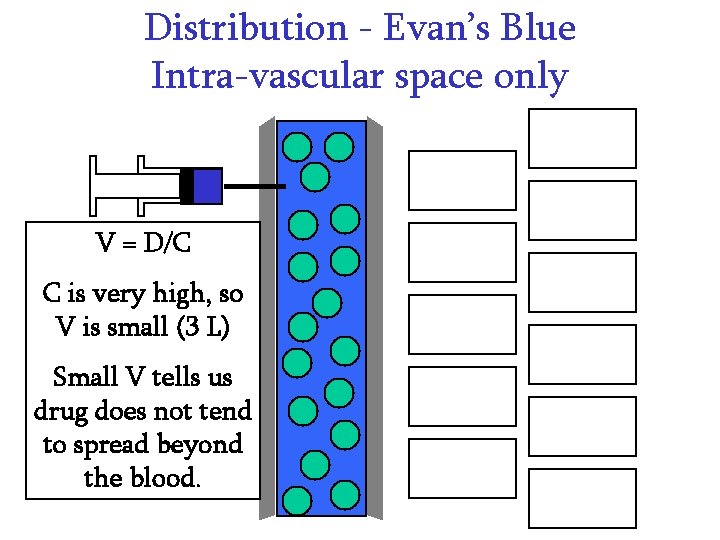 Distribution - Evan’s Blue Intra-vascular space only V = D/C C is very high, Distribution - Evan’s Blue Intra-vascular space only V = D/C C is very high,