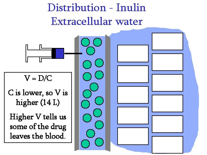 Distribution - Inulin Extracellular water V = D/C C is lower, so V is Distribution - Inulin Extracellular water V = D/C C is lower, so V is