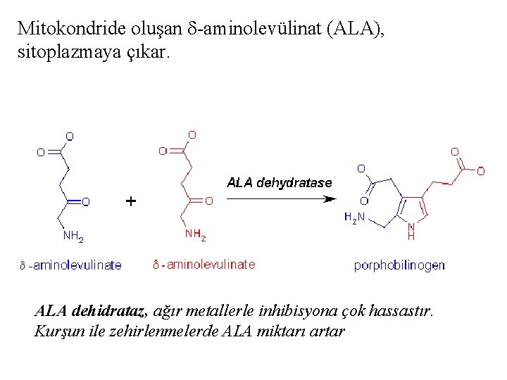 Mitokondride oluşan -aminolevülinat (ALA), sitoplazmaya çıkar. ALA dehidrataz, ağır metallerle inhibisyona çok hassastır. Kurşun