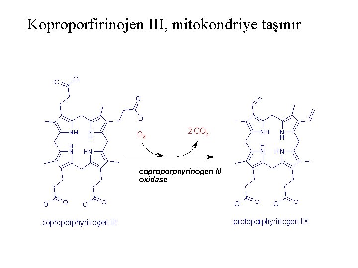 Koproporfirinojen III, mitokondriye taşınır 