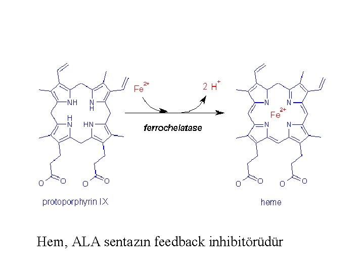 Hem, ALA sentazın feedback inhibitörüdür 