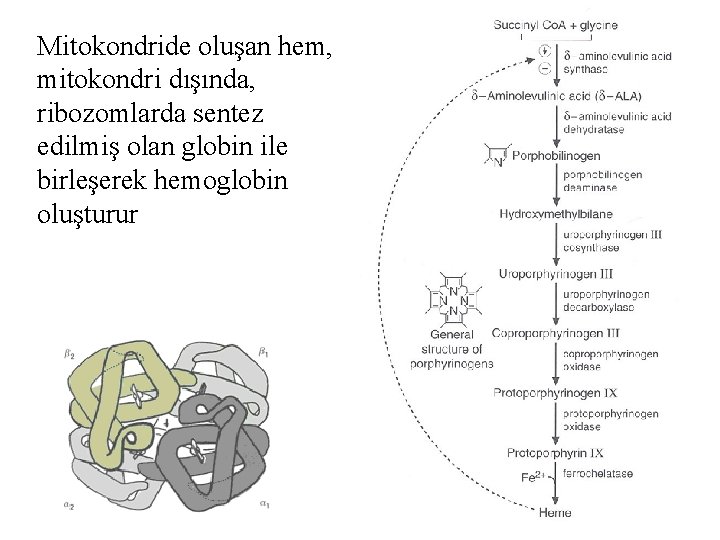 Mitokondride oluşan hem, mitokondri dışında, ribozomlarda sentez edilmiş olan globin ile birleşerek hemoglobin oluşturur