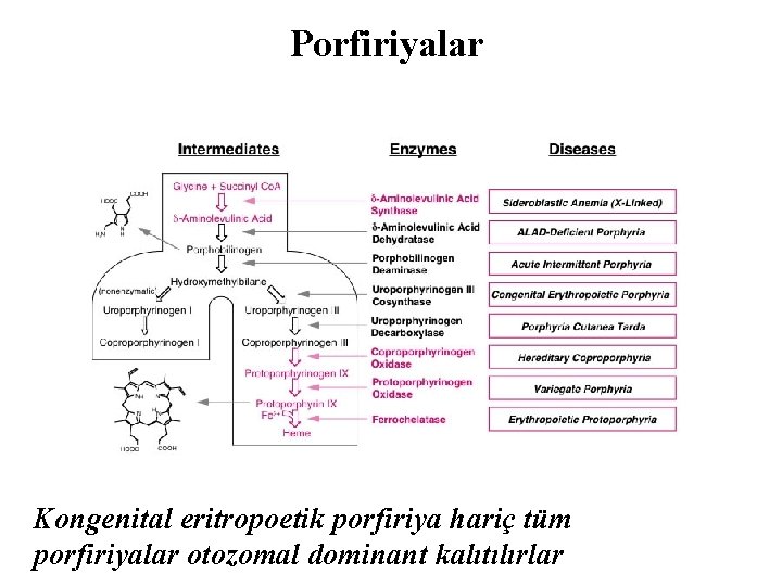 Porfiriyalar Kongenital eritropoetik porfiriya hariç tüm porfiriyalar otozomal dominant kalıtılırlar 