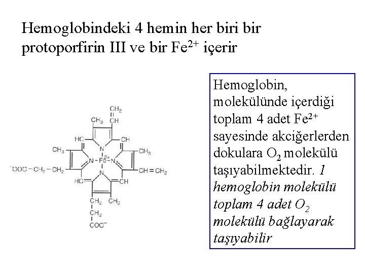 Hemoglobindeki 4 hemin her biri bir protoporfirin III ve bir Fe 2+ içerir Hemoglobin,