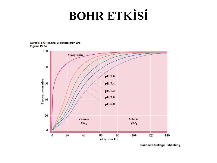 BOHR ETKİSİ 