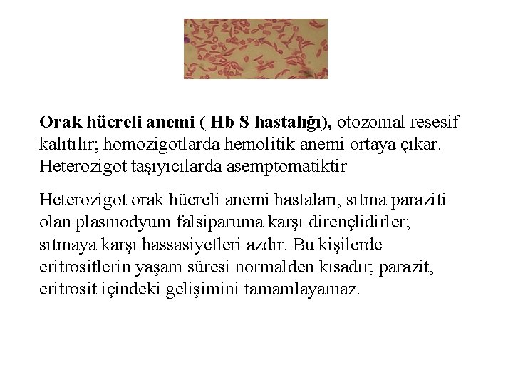 Orak hücreli anemi ( Hb S hastalığı), otozomal resesif kalıtılır; homozigotlarda hemolitik anemi ortaya
