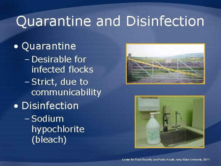 Quarantine and Disinfection • Quarantine – Desirable for infected flocks – Strict, due to