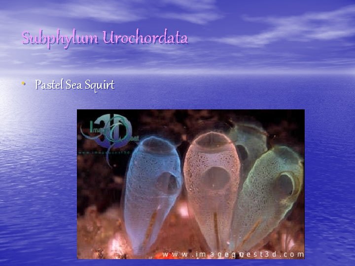 Subphylum Urochordata • Pastel Sea Squirt 