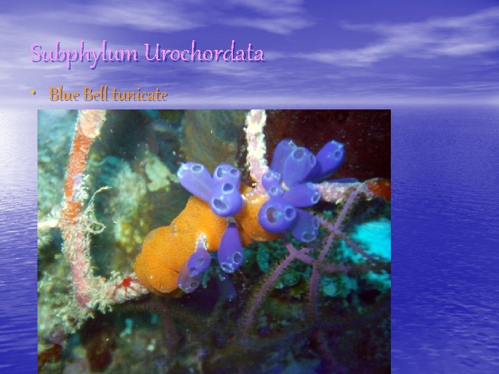 Subphylum Urochordata • Blue Bell tunicate 