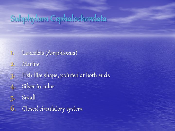 Subphylum Cephalochordata 1. 2. 3. 4. 5. 6. Lancelets (Amphioxus) Marine Fish-like shape, pointed