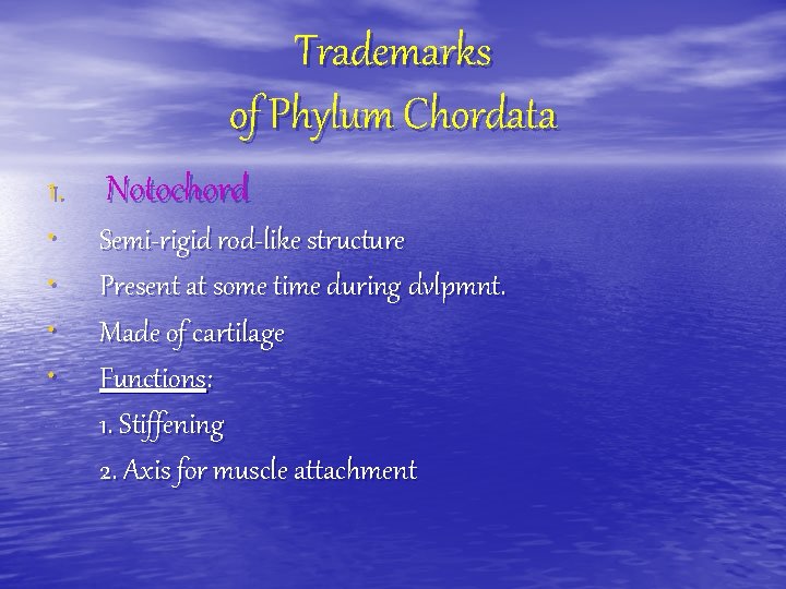 Trademarks of Phylum Chordata 1. • • Notochord Semi-rigid rod-like structure Present at some