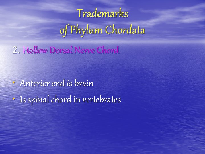 Trademarks of Phylum Chordata 2. Hollow Dorsal Nerve Chord • Anterior end is brain