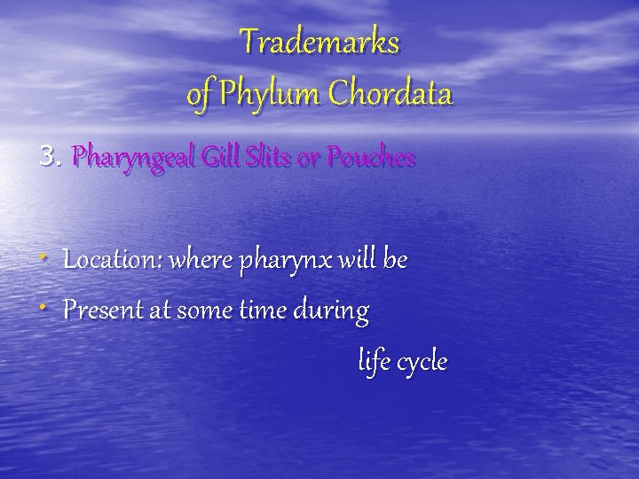 Trademarks of Phylum Chordata 3. Pharyngeal Gill Slits or Pouches • Location: where pharynx