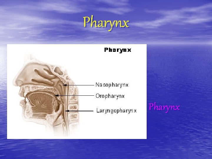 Pharynx v Pharynx 