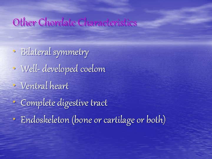 Other Chordate Characteristics • Bilateral symmetry • Well- developed coelom • Ventral heart •