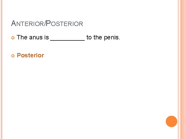ANTERIOR/POSTERIOR The anus is _____ to the penis. Posterior 