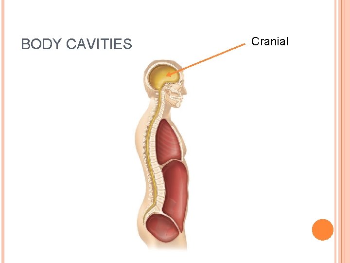 BODY CAVITIES Cranial 