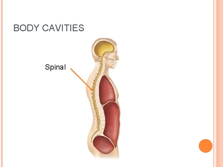 BODY CAVITIES Spinal 