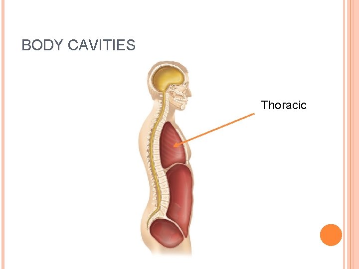 BODY CAVITIES Thoracic 