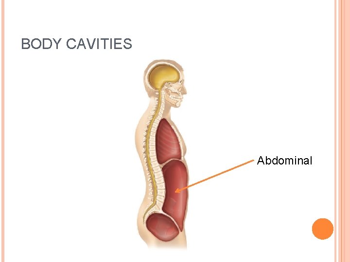 BODY CAVITIES Abdominal 