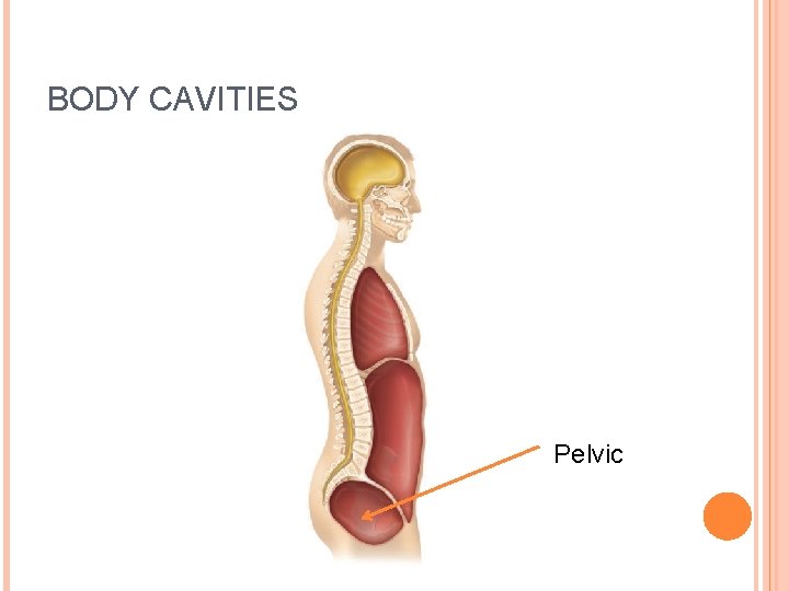 BODY CAVITIES Pelvic 