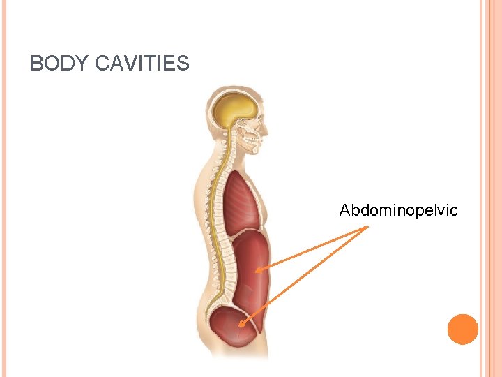 BODY CAVITIES Abdominopelvic 