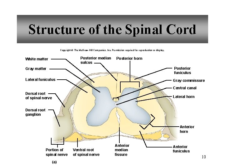 Structure of the Spinal Cord Copyright © The Mc. Graw-Hill Companies, Inc. Permission required