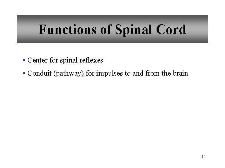 Functions of Spinal Cord • Center for spinal reflexes • Conduit (pathway) for impulses