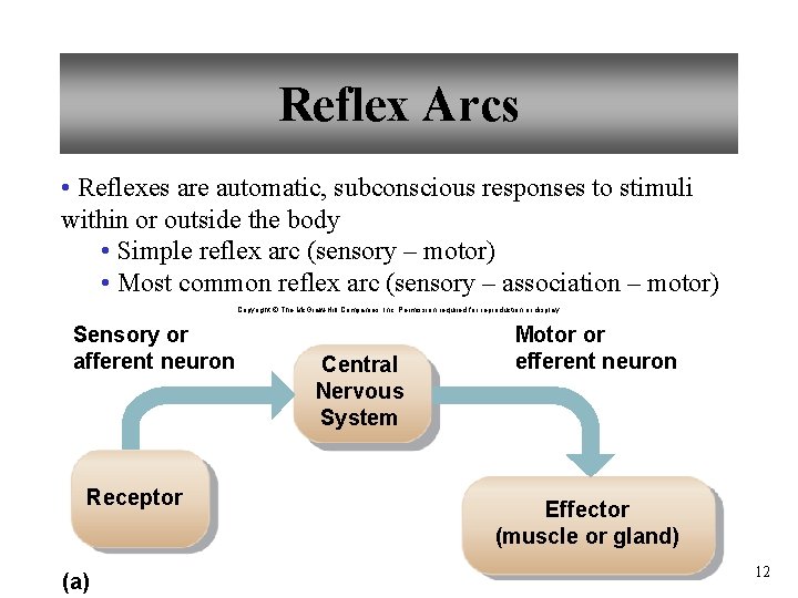 Reflex Arcs • Reflexes are automatic, subconscious responses to stimuli within or outside the